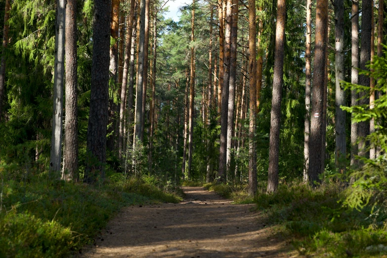 a dirt road between two tall, tall trees