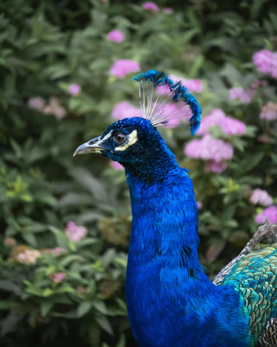 a bright blue peacock with a long tail stands on flowers