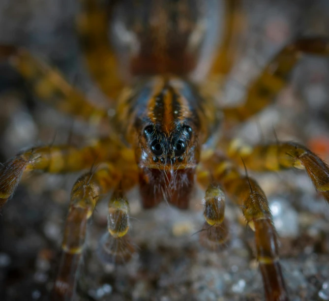 an insect with multiple legs, and one foot is sitting on the ground