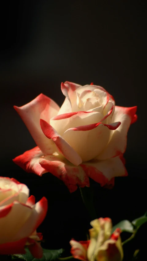 the large flowers are blooming together on the table