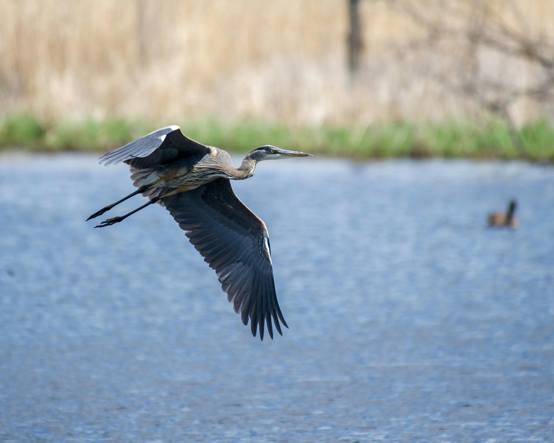 the bird is flying near the duck on the water