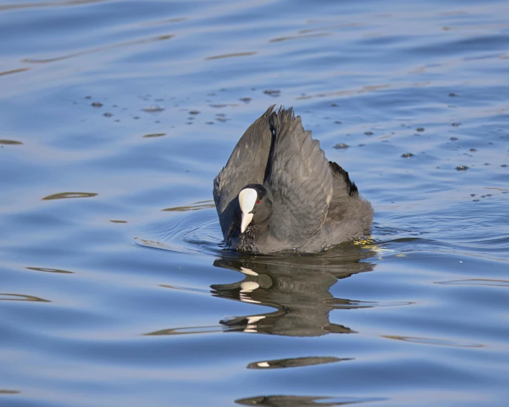 a bird that is standing in the water