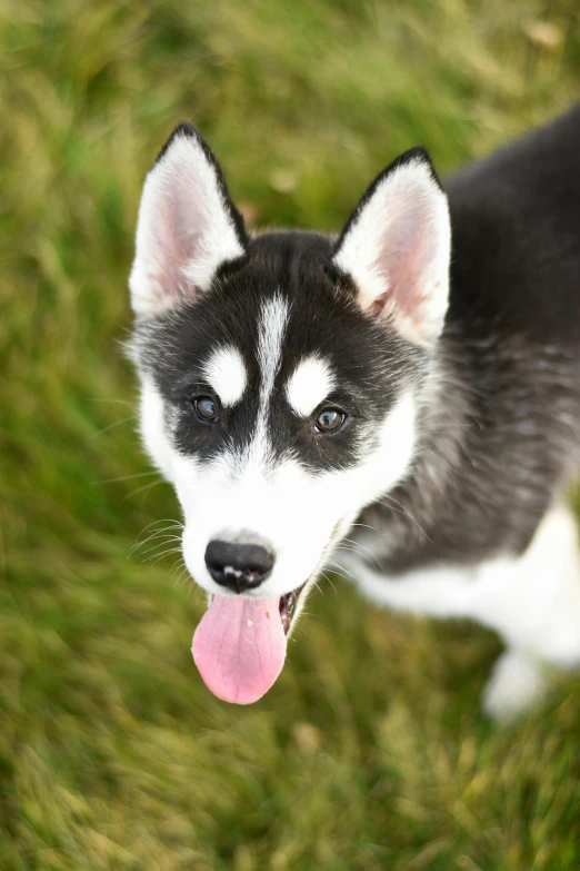 a dog has its tongue out to the camera