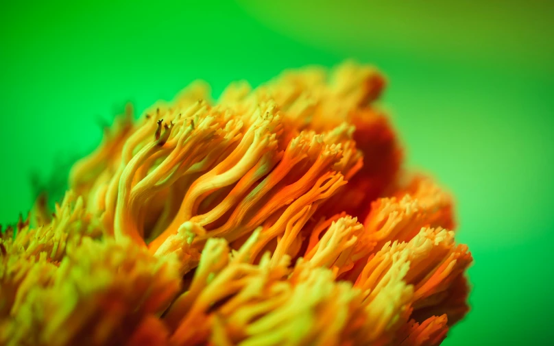 bright orange flowers are in the close up view