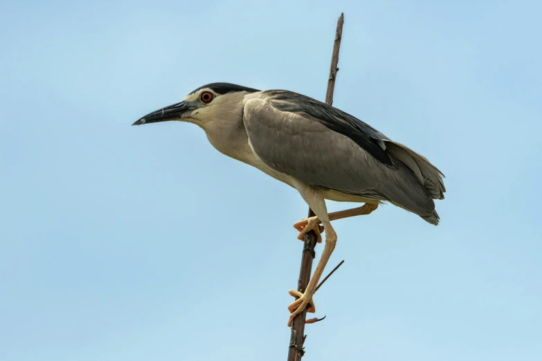 a large bird perched on top of a twig