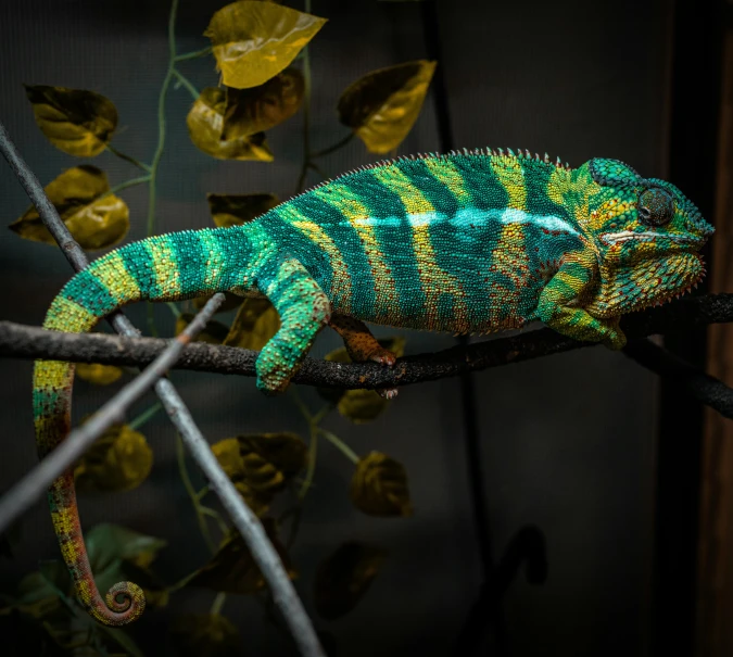 a green and yellow chamelon sitting on a nch in the sunlight