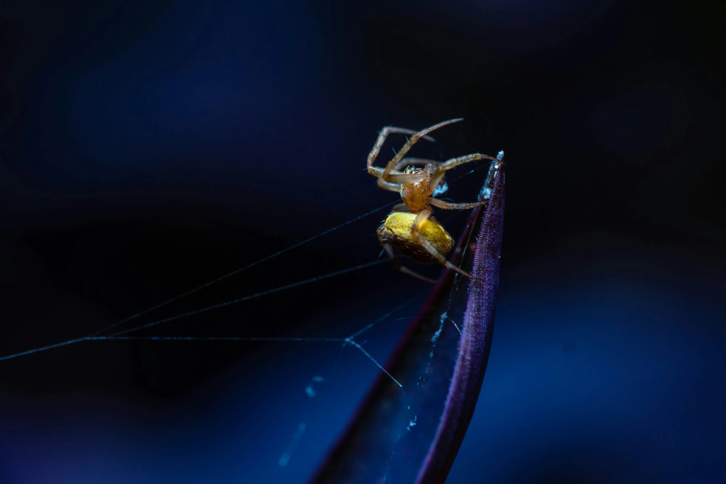 a large yellow and black spider is perched on a purple flower