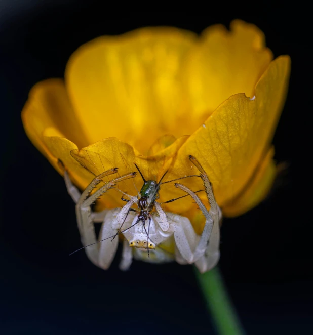 a couple of spider in front of a flower
