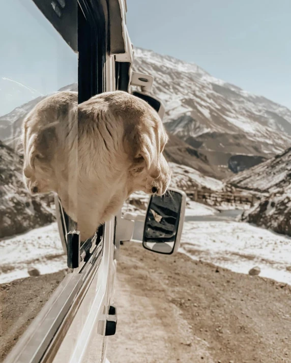 a white dog is poking its head out the window