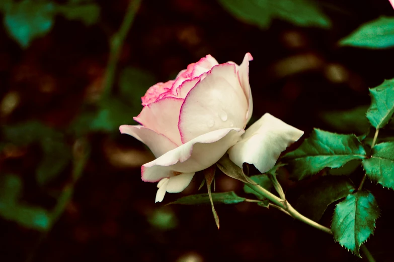 a single white rose sitting on top of a bush