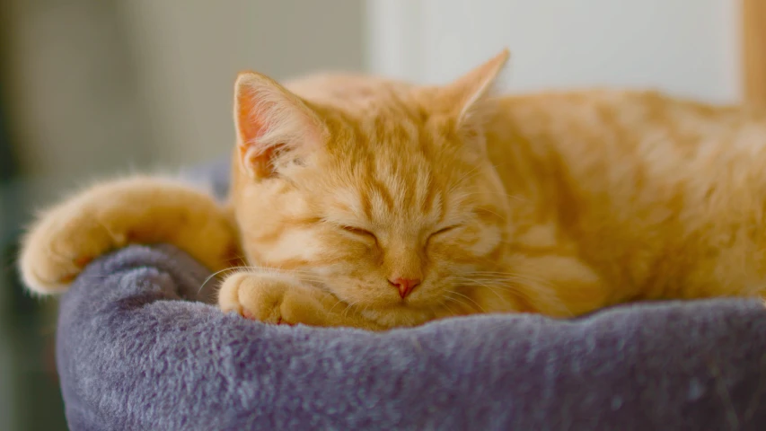 a cat laying in the pet bed, asleep