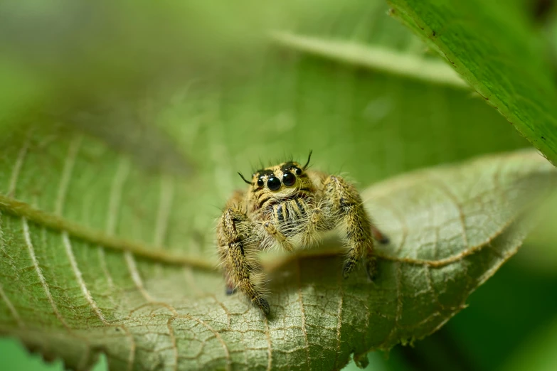 a large insect sitting on a green leaf