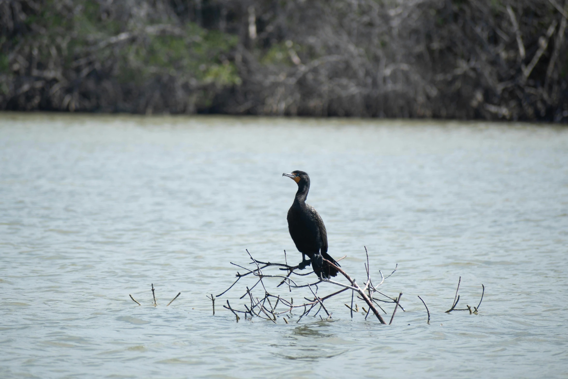 there is a bird that is sitting on top of a tree nch