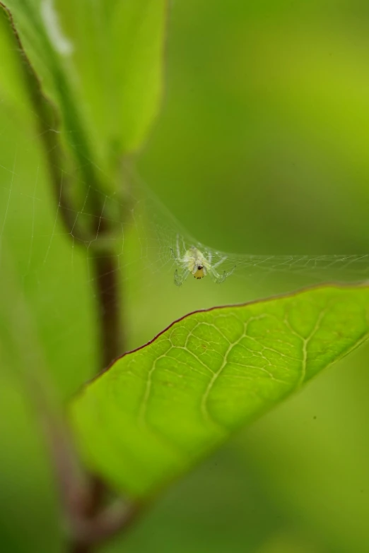 spider on green leaf in the midst of a blurry picture