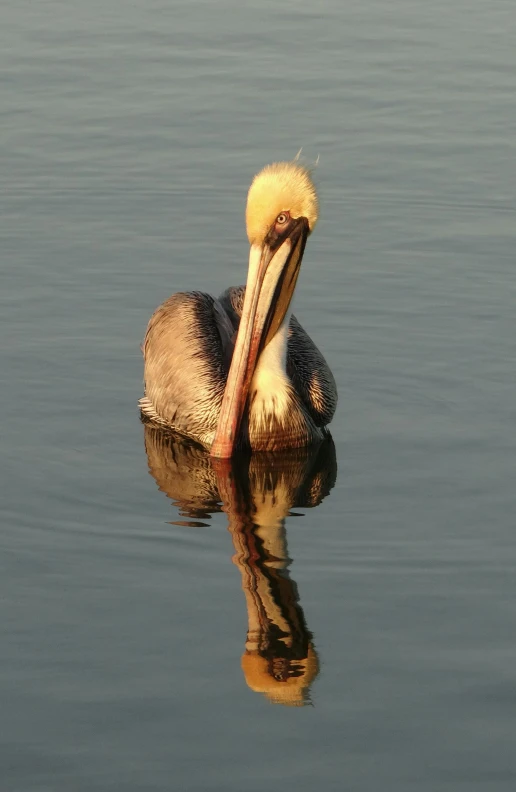 a bird is swimming in the water with it's head resting on its neck