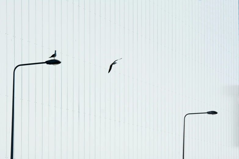 two birds fly away from the light post on the side of a building