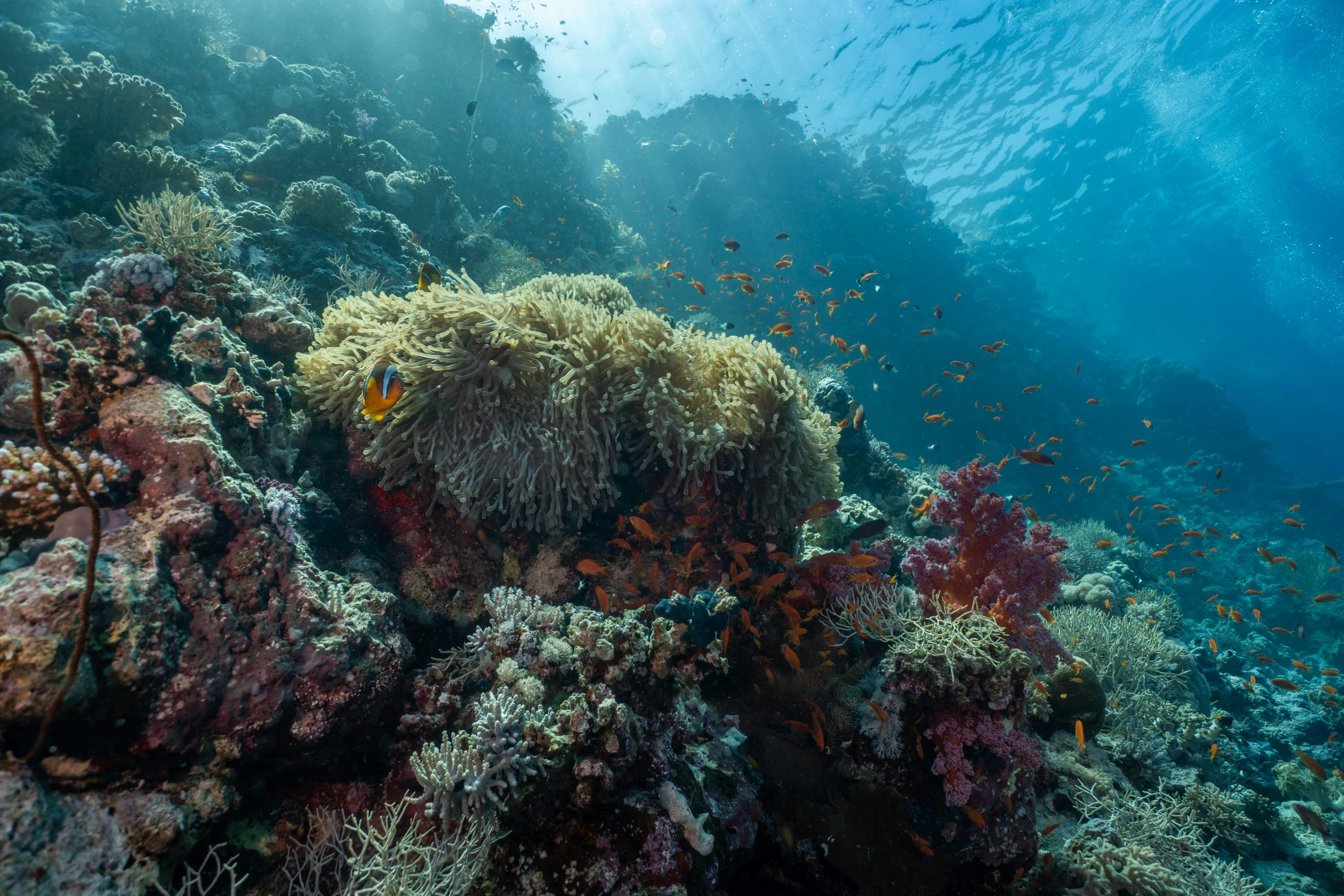 an ocean life scene with sea coral and other colorful fish