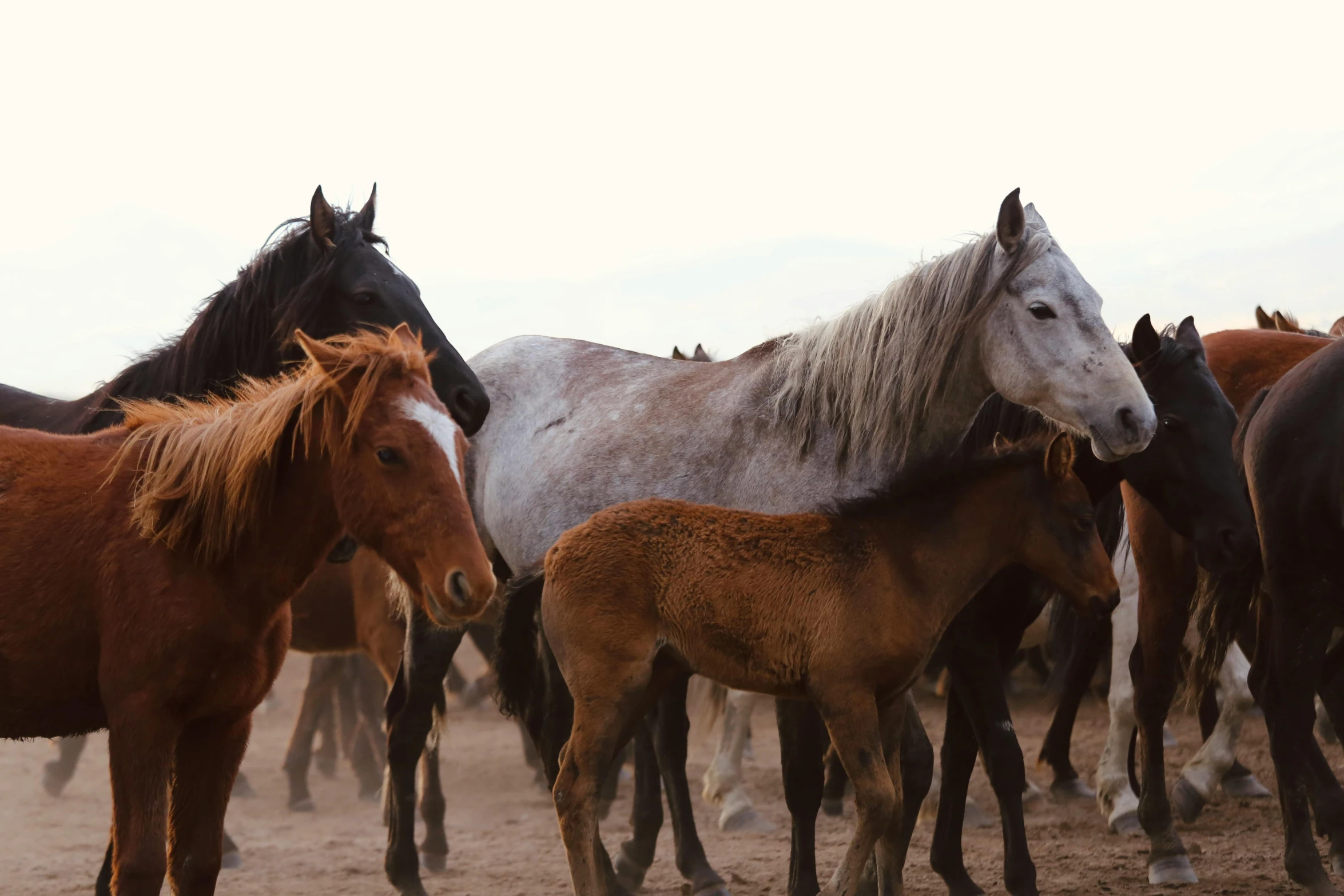 an image of horse herd in the desert