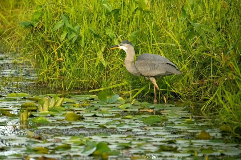 a bird is standing in the grass near water lillies