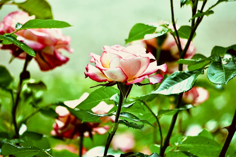 flowers in full bloom in a garden setting