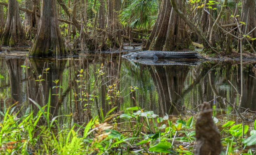 a crocodile is in the middle of a swamp