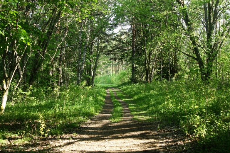 there is a dirt road going through the woods