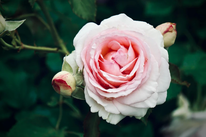 a close up view of the center rose flower