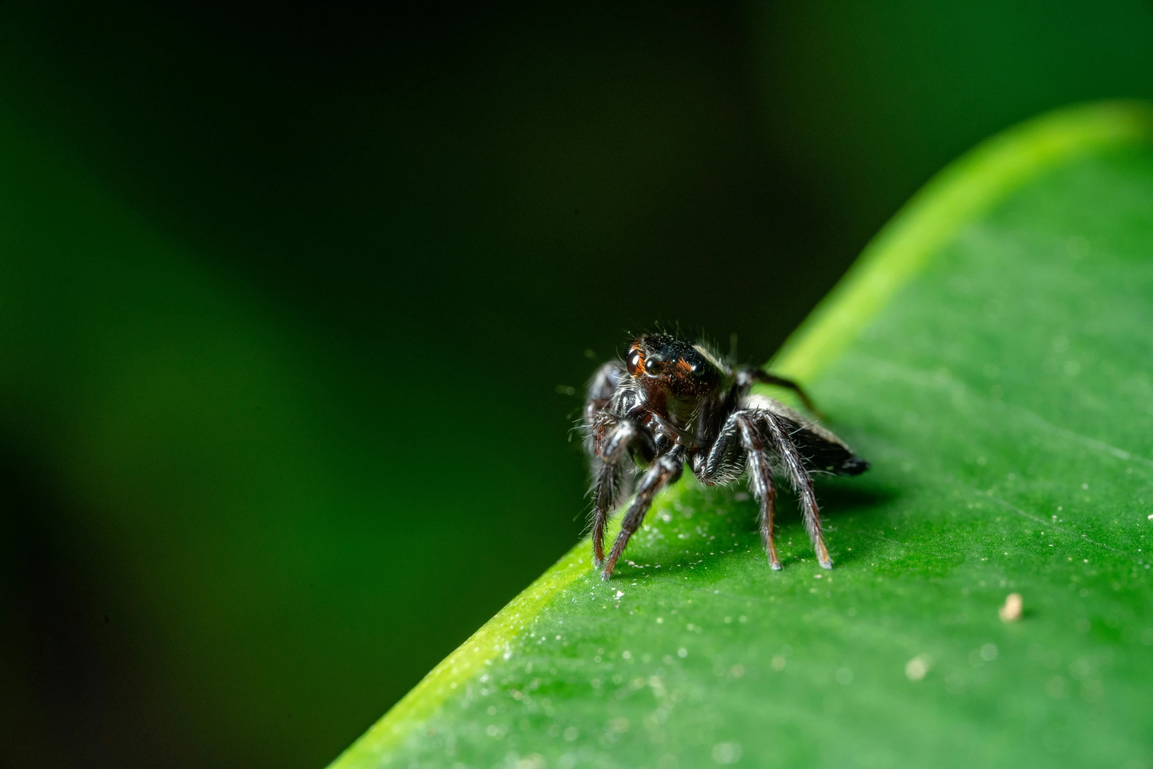 the underside of a jumping spider on a green leaf