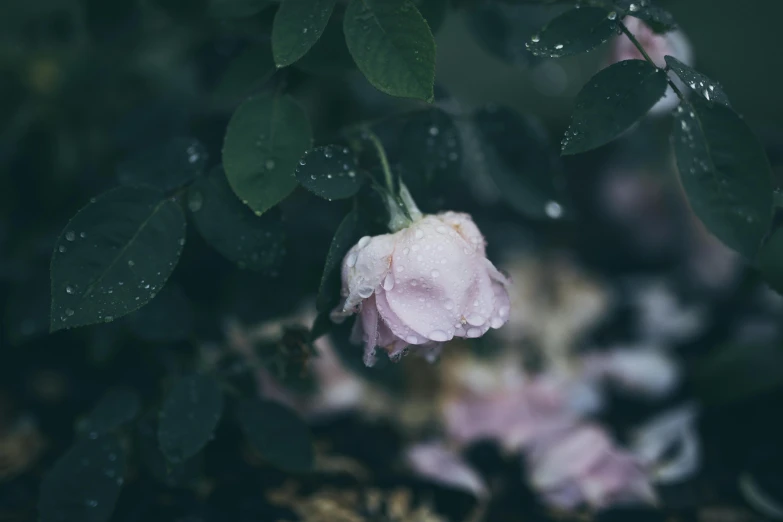 some pink flowers are in the middle of green leaves