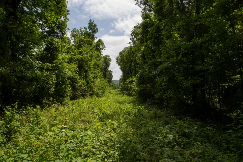 a picture of an outdoor area with trees and brush