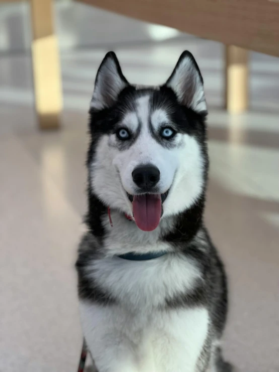 a husky dog is sitting in the middle of a kitchen