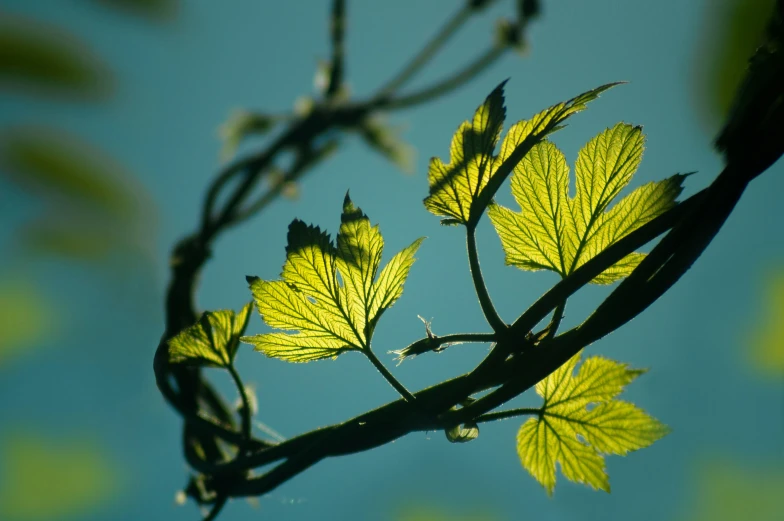 the sun is shining through some green leaves