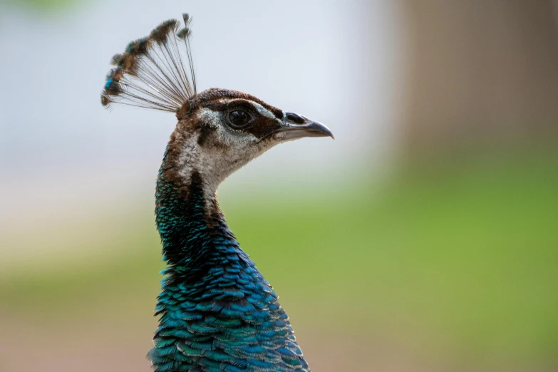 a blue bird with feathers up looking in the air