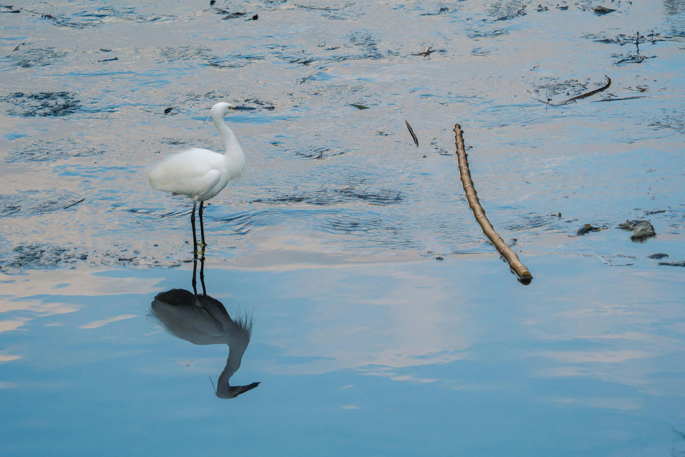 the bird is standing in water and looking for food