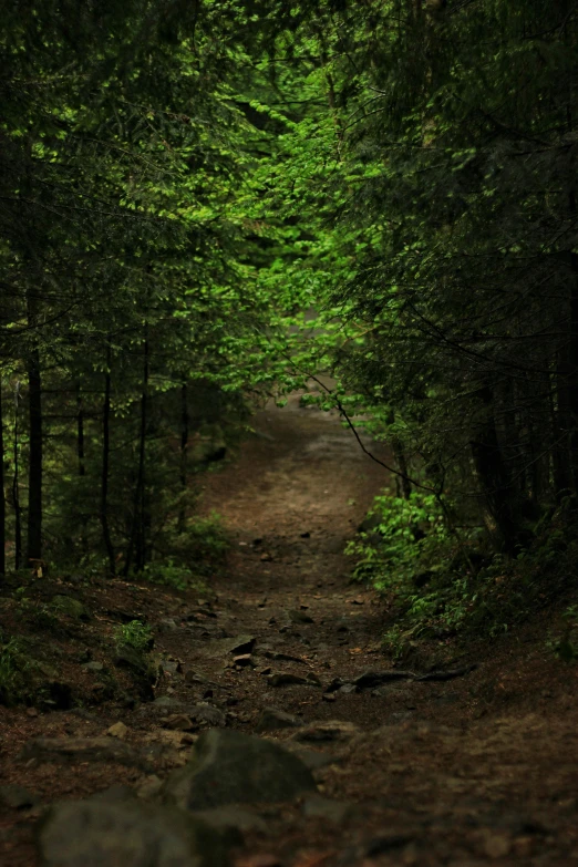 a path in the middle of a forest