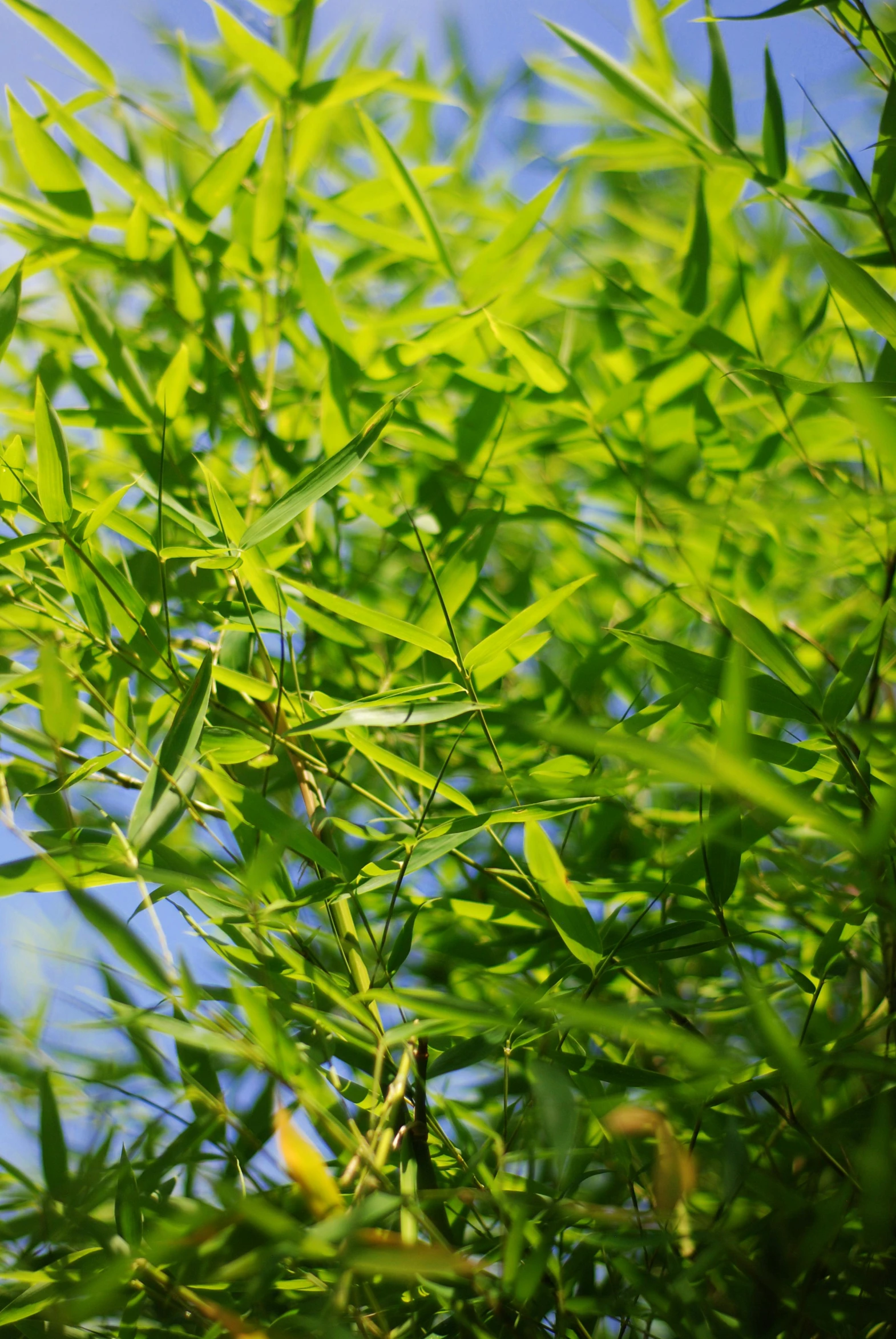 the green leaves on a tree nch against a blue sky