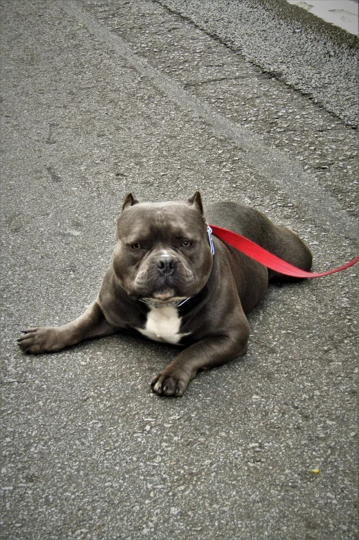 a dog laying down on the sidewalk with a leash