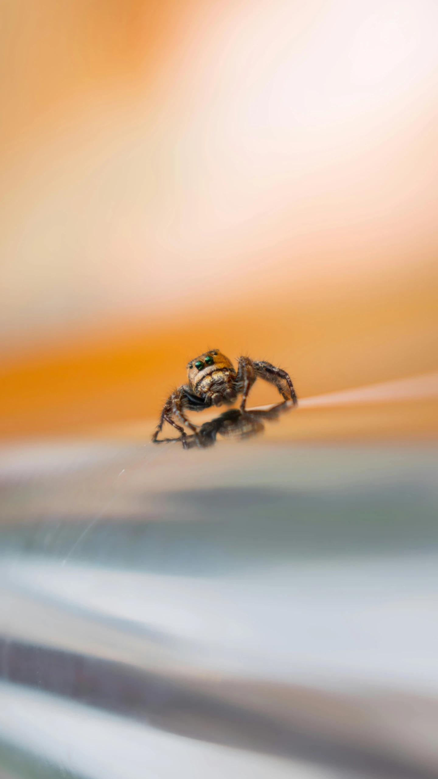 a spider sitting on a glass surface in front of an orange background