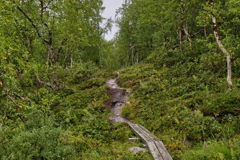 a road in the middle of some very large trees