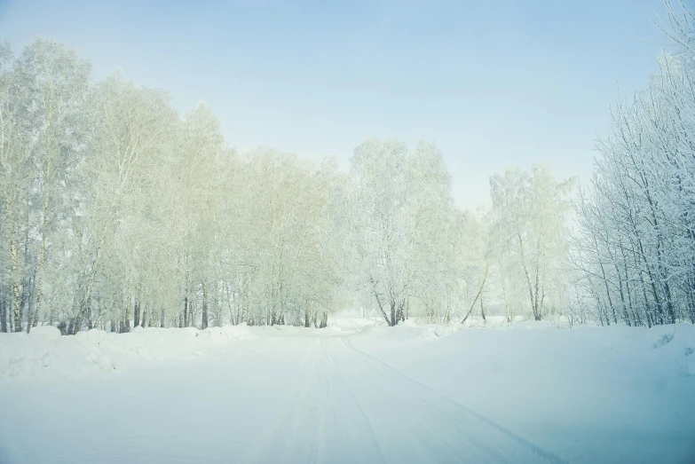 snow covered trees in front of a blue sky