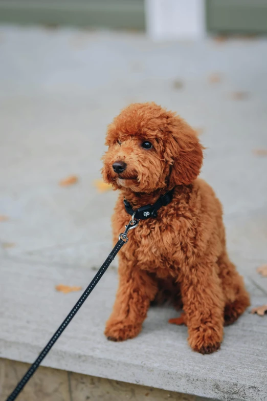 a small brown dog with a black leash on it