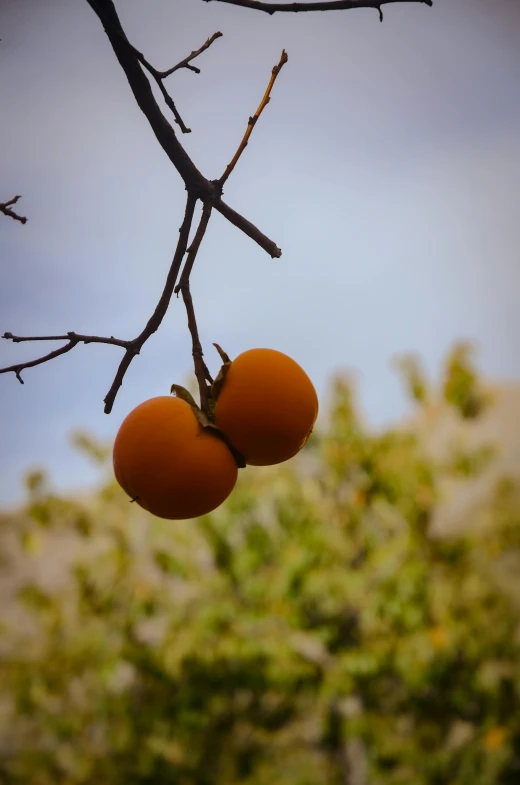 two oranges growing on a tree nch with one ripe and one unripe