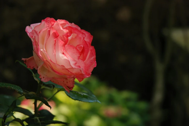 a single pink rose is blooming in the sun