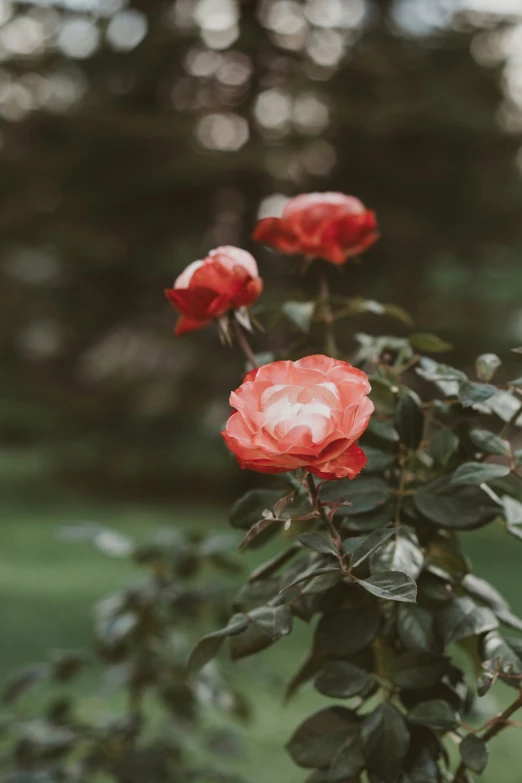 four red roses growing near each other in the grass