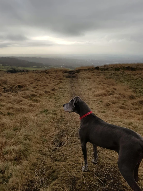 a dog stands on a dry ground on a cloudy day