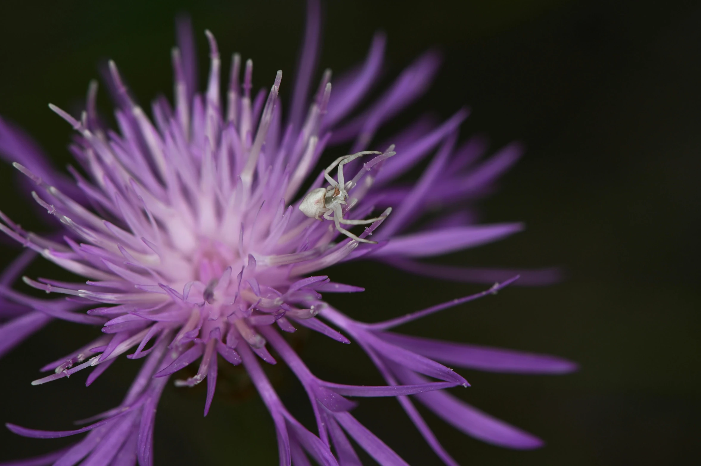 a bee sitting on top of a purple flower