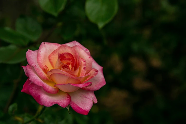 a close up of a pink rose with leaves