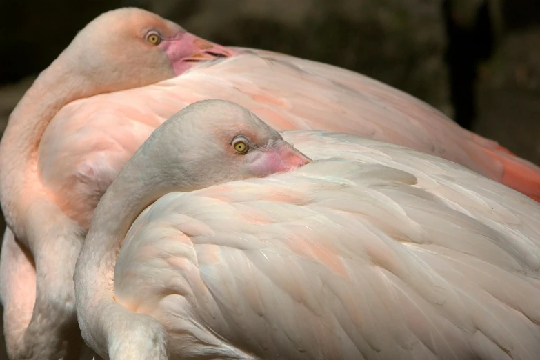 two flamingos sitting next to each other with its wings spread