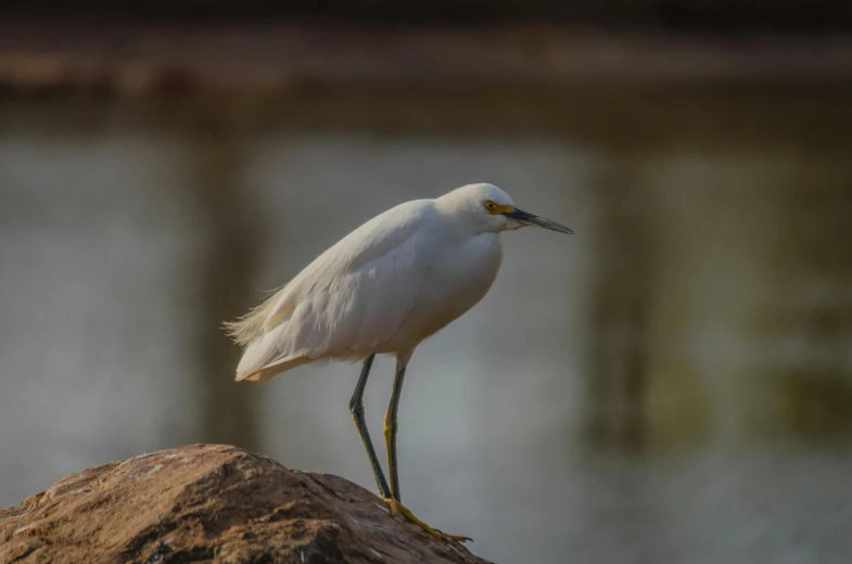 a white bird standing on a rock near a body of water