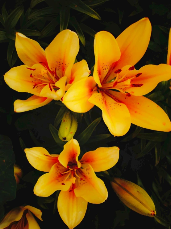 three large yellow lilies in full bloom